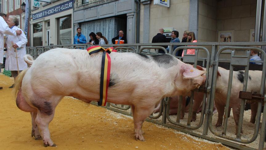 V-M08 de St Pierre, champion des verrats positifs de plus de 12 mois, à Liliane Doyen.
