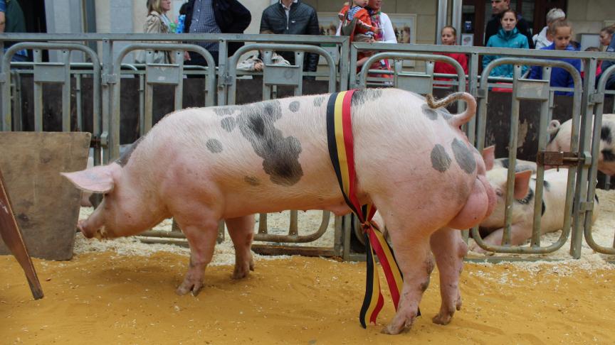 Venio NP de la Sarte, champion des jeunes verrats négatifs de 6 à 9 mois, à Stas Henri et Fils.