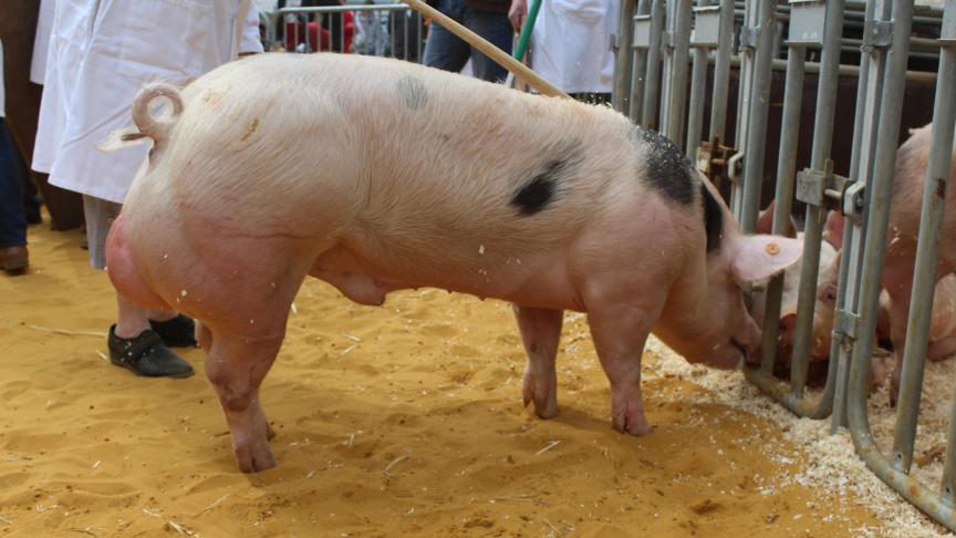 W-k93 de St Pierre, 1er prix des verrats négatifs de 6 à 9 mois, à Liliane Doyen.