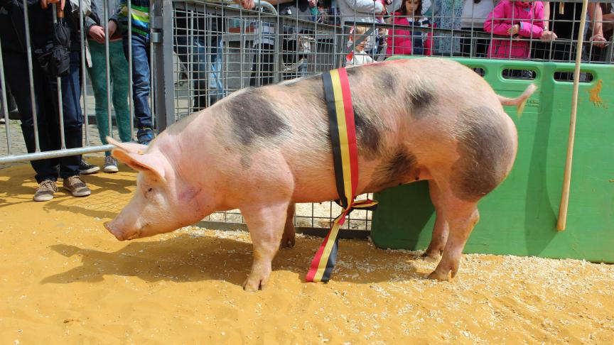Waba AA de St Benoit, championne des jeunes truies négatives de 9 à 12 mois, à Eric et Rita Ossaer.