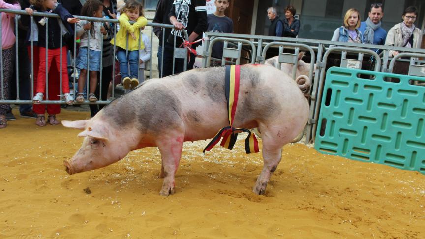 Wara de St Benoit, championne des jeunes truies négatives de 6à 9 mois, à Eric et Rita Ossaer.