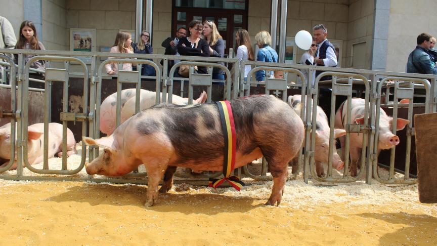 Wata de St Benoit, championne des truies négatives de plus de 12 mois, à Eric et Rita Ossaer.