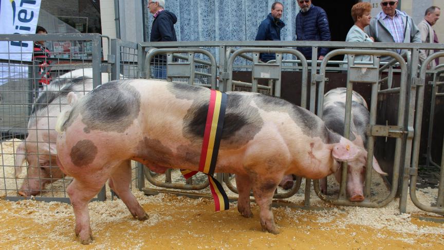 Wenio de la Sarte, champion des jeunes verrats négatifs de 9 mois, à Stas Henri et fils.