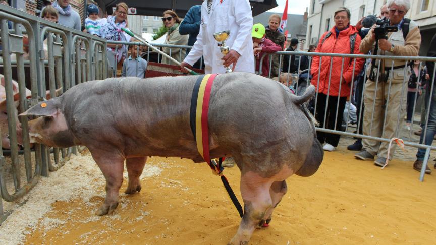 Wudolf Van Venetie, champion des jeunes verrats de 9 à 12 mois, à Tony Delcroix.