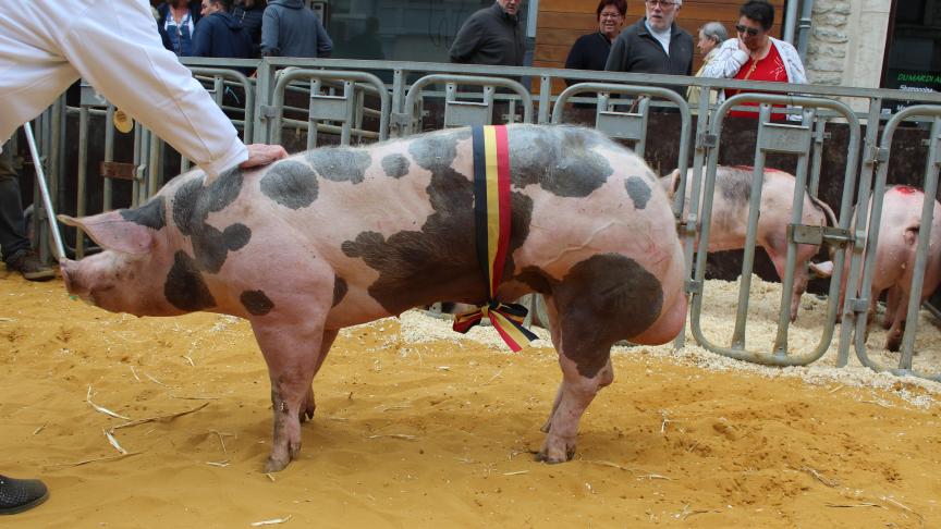 W-15 K de St-Pierre, champion des jeunes verrats de 6 à 9 mois, à Liliane Doyen.