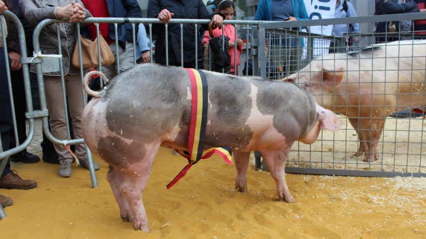 W-18K de St-Pierre, championne des jeunes truies positives de 6 à 9 mois, à Liliane Doyen.