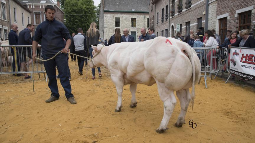 Randonnée de Petit Rosière (Senateur X Nitrate), 1er prix des génisses de 10 à 20 mois, à Agnès Tits, Petit-Rosière.