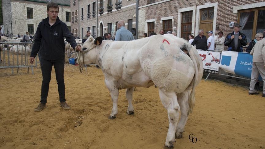 Levée de Berligant (Hazard X Lennie), 1er prix des génisses de 10 à 20 mois, à Jean-François Mathieux, Emines.