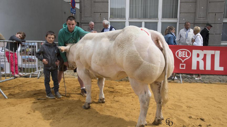 Edifiante de Warichet (Idefix X Tilouis), 1er prix des génisses de 10 à 20 mois, à Emile & Vincent Mathieux, Warisoulx.