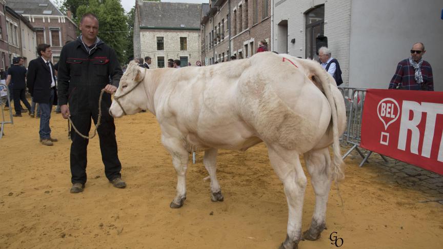 Rhapsodie de l'Aubépine (Bambin X Impérial),1er prix des génisses de 20 à 32 mois, à Manu Laruelle, Faimes.