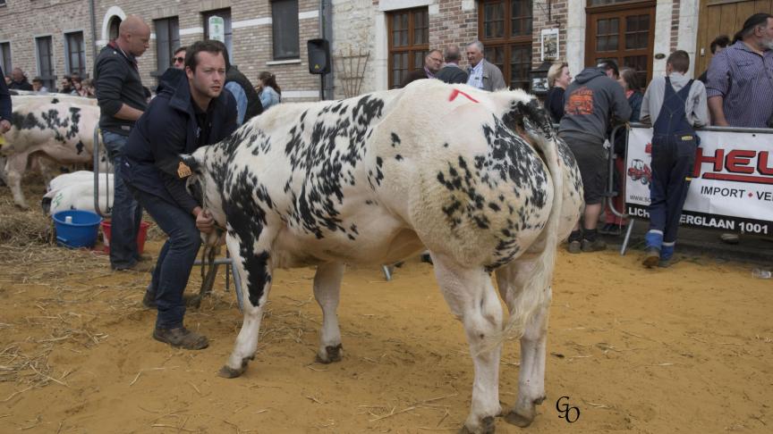 Luce de Cras Avernas (Courtois X Obus), championne des génisses, à José Lallemand-Dantinne, Hannut.