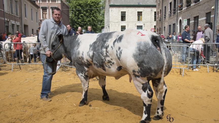Fatale du Bara (Impérial X Orme), championne des grosses génisses & primipares, à Michel et Julien Sablon, Céroux-Mousty.