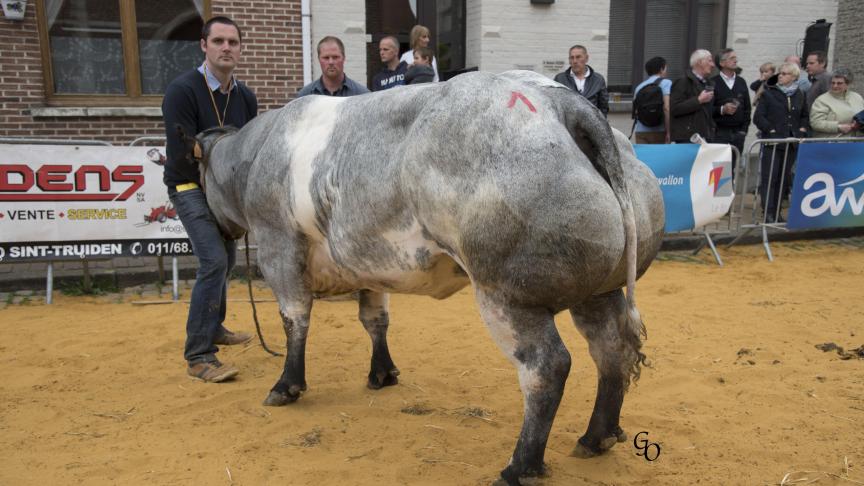 Daniela de Beaumont (Impérial X Ministre), 1er prix des primipares de 32 à 44 mois, à Benjamin & Sébastien Geens, Villers-lez-Heest.