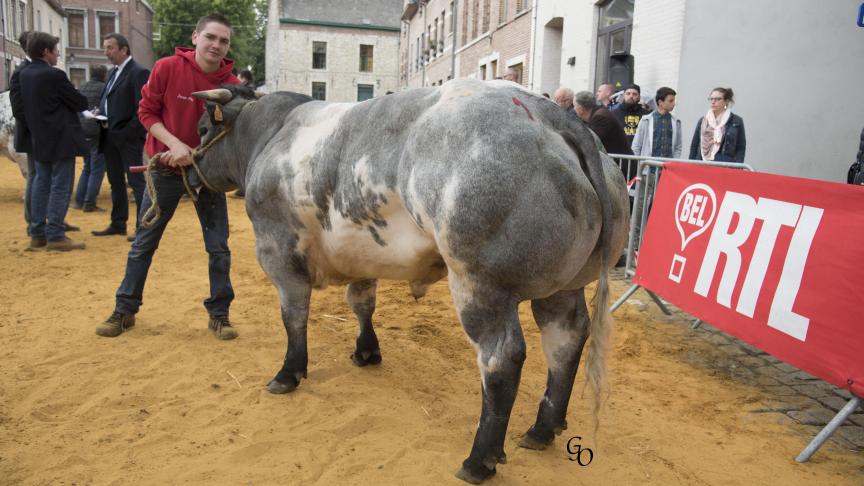 2944 d'Aubremée (Harnais X Liquide), 1er prix des taureaux de 18 à 30 mois, à Philippe Pierard, Jodoigne.