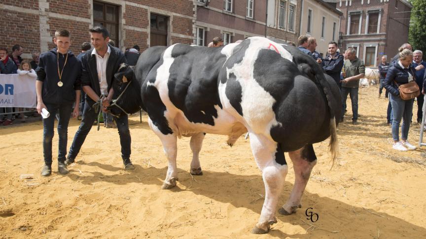 Kamini de Cras Avernas (Folon X Impérial), champion des gros taureaux, à Philippe Mélotte, Lathuy.