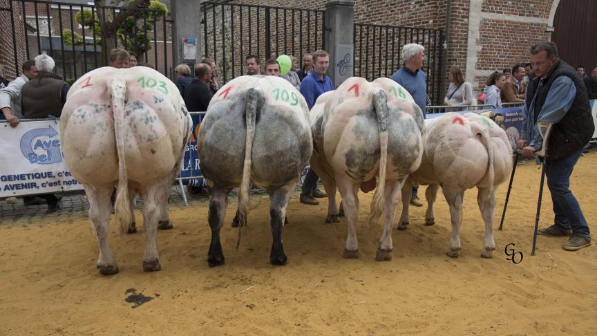 Lot de 1ers prix à Serge Lempereur, Wayaux.
