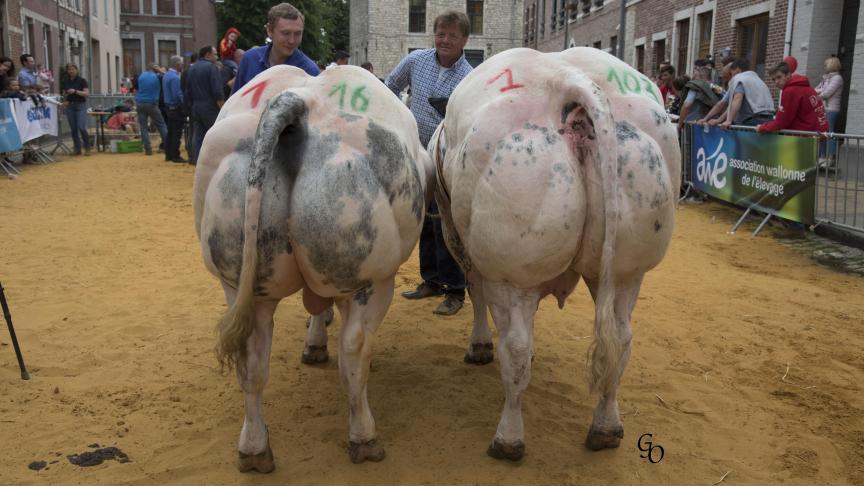 Lot de 1ers prix à Cédric Poncelet, Gedinne.