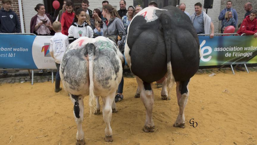 Lot de 1ers prix à Philippe Mélotte, Lathuy.