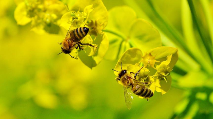 bee-3275663_1920