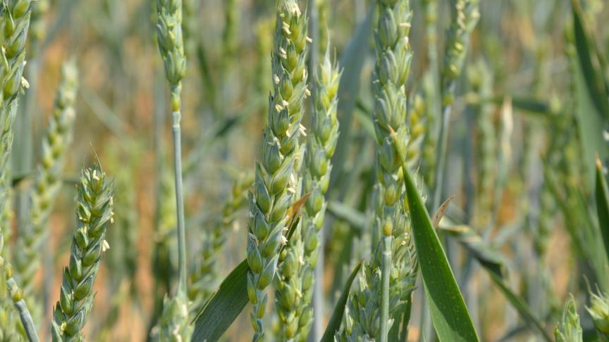 C’est au plus tard entre le début et la mi-floraison que l’on peut intervenir si nécessaire contre la fusariose de l’épi.