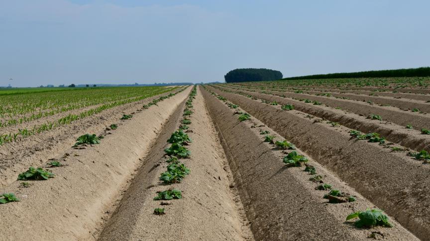 Les plantations de ce printemps à l’échelle nationale sont estimées à 94.746 ha, en recul de 0,6% par rapport à l’an denier.
