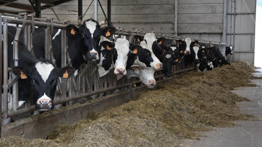 En raison du bon prix du lait bio, le nombre de vaches laitières a augmenté de 25
% en 2016 et de 15
% en 2017, pour s’établir à 17.100
têtes.