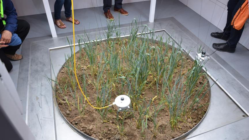 Dans l’enceinte de l’écotron, les plantes sont cultivées en conditions réelles, mais entièrement paramétrables.