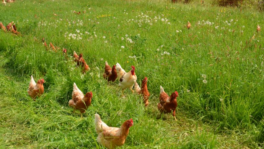 Le principe de ce poulailler mobile est d’emmener pâturer les poules pondeuses et de déplacer la remorque dès que la sortie du poulailler commence à être souillée.