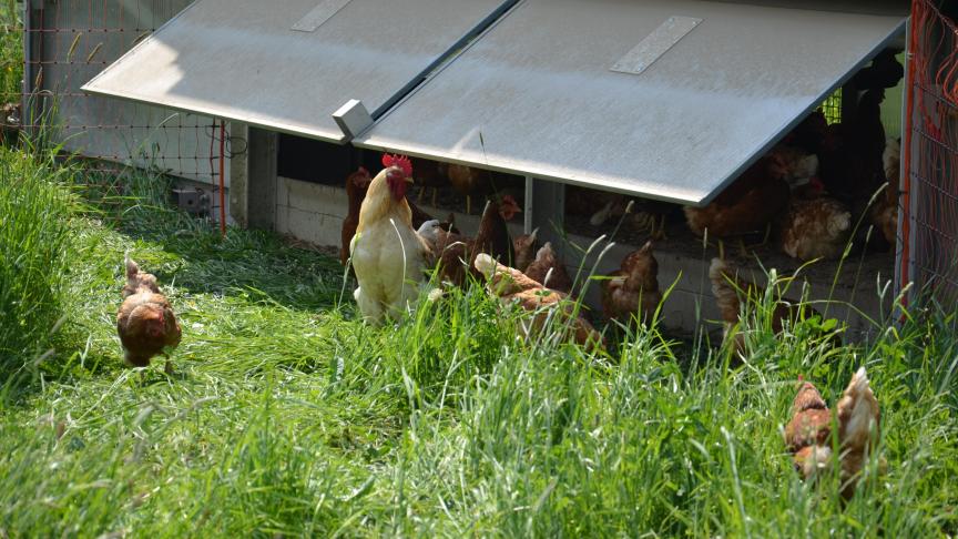 Les coqs servent de police au sein du poulailler, dès que des poules se disputent, ils viennent remettre de l’ordre.