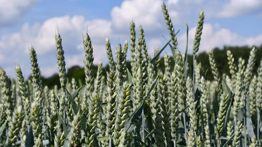 Tout traitement insecticide contre la cécidomyie orange est désormais à éviter.
