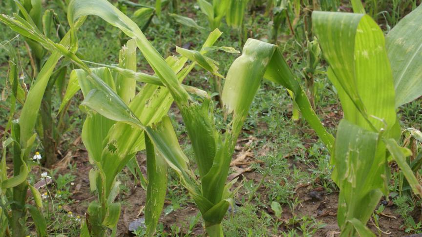 Les parcelles affectées par des dégâts de grêle, par exemple,  sont exposées au risque d’obtenir des valeurs d’APL élevés.