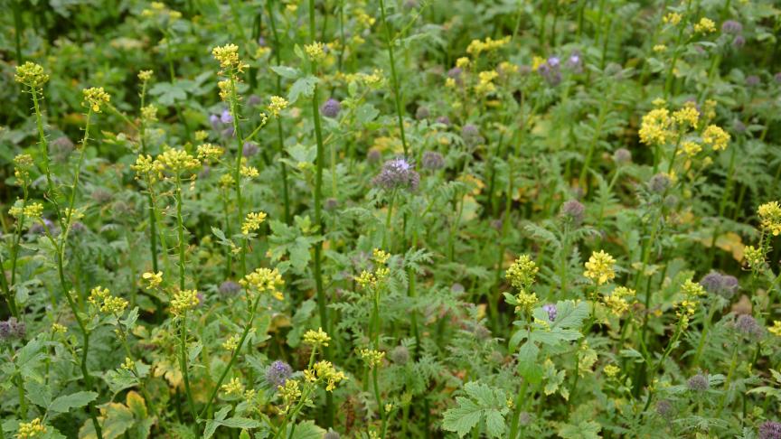 Le site comportera notamment une plateforme dédiée aux couverts végétaux,  à leur choix et à leur gestion, du semis jusqu’à leur destruction.