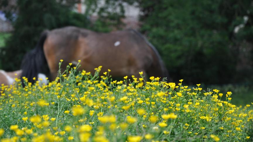 La renoncule âcre n’est pas appétée car faiblement toxique. Si l’animal venait à manquer de fourrages, il pourrait se rabattre sur ces plantes au risque de certains désagréments.