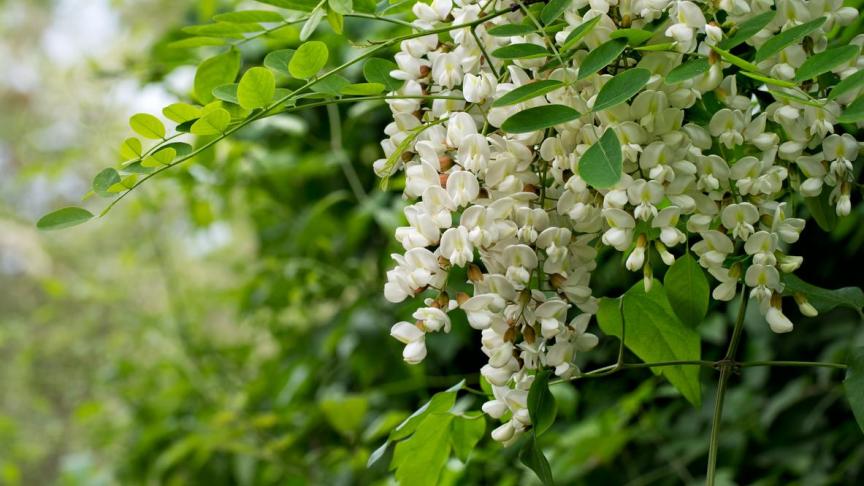 Comme pour le chêne, l'intoxication au robinier a lieu lorsque le cheval ronge l'écorce de l'arbre. L4animal bave, a des coliques et diarrhées. Les symptômes peuvent aussi être nerveux.