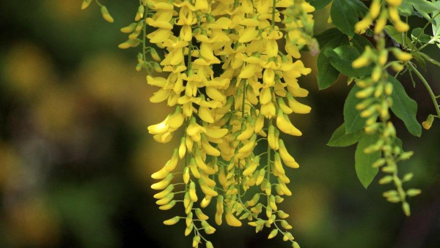 Les graines de cytise sont toxiques pour l’équidé. S’il en ingère trop, il peut souffrir d'ataxie (mouvements incontrôlés, désordonnés), convulser et avoir des coliques.
