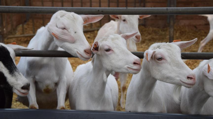 L’agricultrice a choisi la race Saanen, très laitière mais par contre un peu sensible. C’est pourquoi elle la croise maintenant avec du bouc alpin.