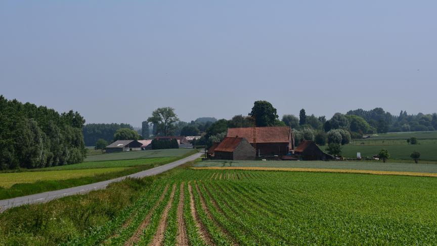 Depuis la semaine dernière (photo), les plantules de maïs se sont bien développées, mais les populations de pucerons n’ont pratiquement pas progressé.