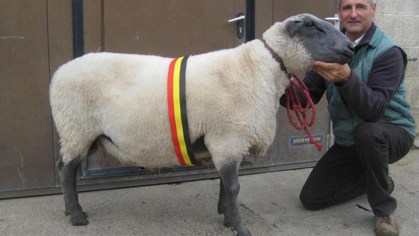 Champion des béliers Bleu du Maine à Lobet Bernard.