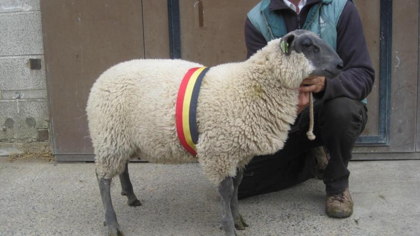 Champion des agneaux Bleu du Maine à Lobet Bernard.