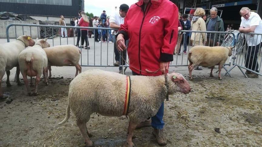Champion des agneaux Rouge de l'Ouest, à Vanackere Frans.