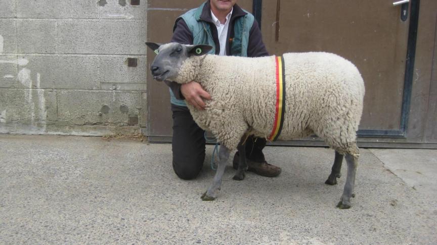 Championne des agnelles Bleu du Maine à Lobet Bernard.
