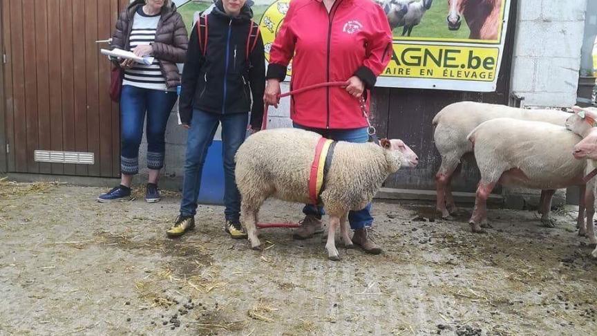 Championne des agnelles Rouge de l'Ouest à Vanackere Frans.