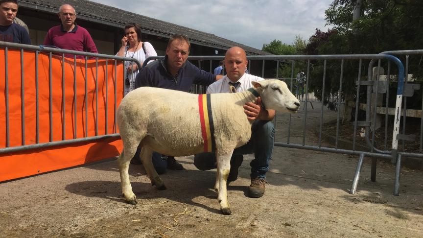 Championne des brebis Texel Français, à Dardenne Damien.