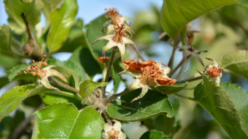 Le gel avait notamment causé  d’importants dégâts aux fleurs  de pommiers.