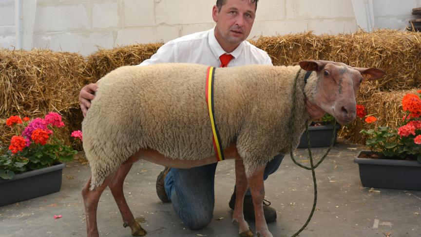 La championne des brebis Rouge de l’Ouest, à B. Pauwels.