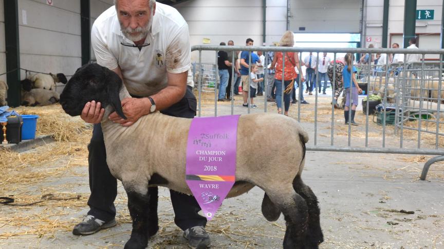 Le champion des agneaux et champion du jour Suffolk, à B. Laeremans.