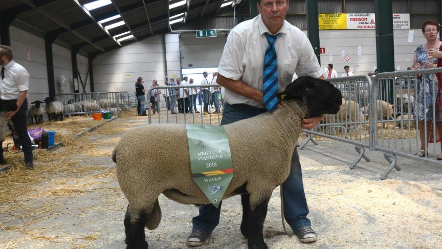 Le champion des antenais et meilleur viandeux Suffolk, à Cl. Dubois.