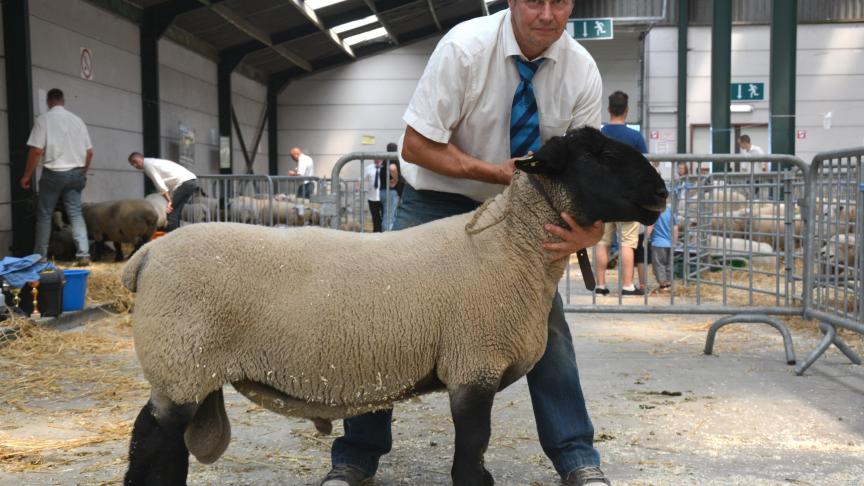 Le champion des béliers Suffolk, à Cl. Dubois.