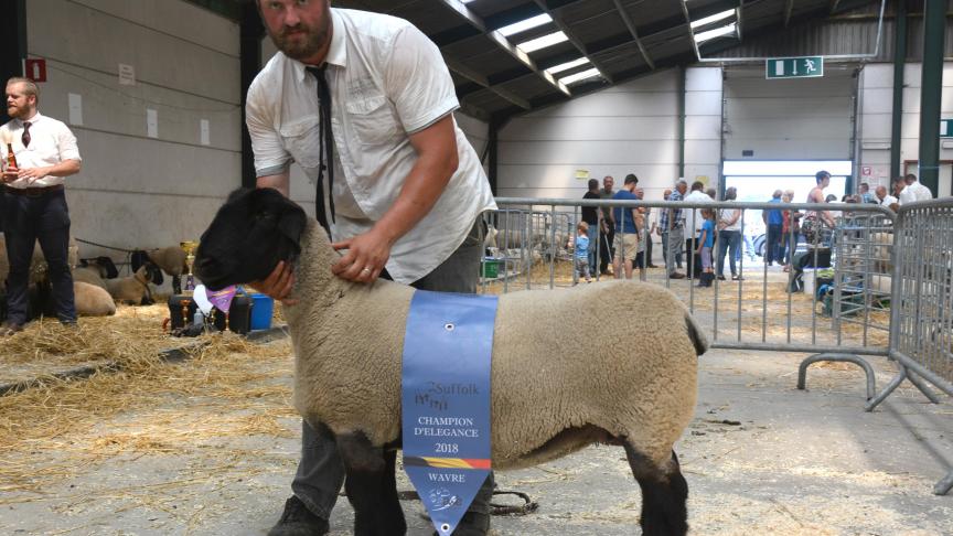 La championne des brebis et championne d’élégance Suffolk, à A. Brynaert.