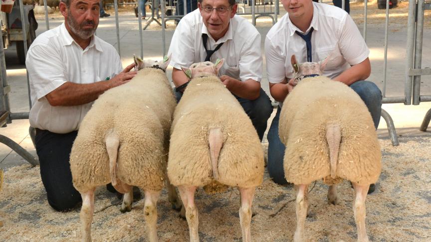 Les trois champions agneaux Texel à H. Richard et R. Lambert (2X).